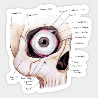 Spooky Eye Anatomy Sticker